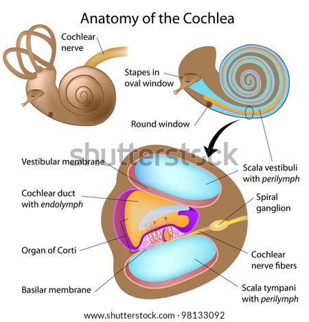Anatomy Of The Cochlea Of Human Ear Stock Photo 98133092 : Shutterstock