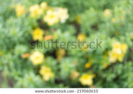 Nature Blur Background Flower
