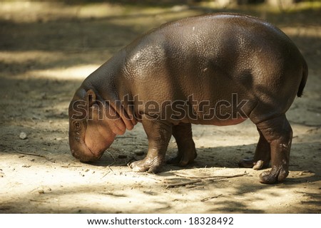 calf of pygmy hippopotamus searching for food on a ground in a Zoo
