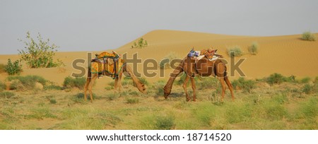 Camels searching food in Tar Desert, \
