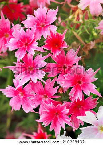 Vivid pink and white flowers on a blurred background