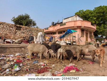 disposal dump in the middle of the asian street with stray animals eating