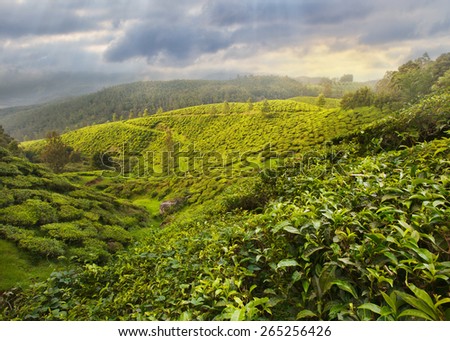 Tea Plantation in the highlands of Asia