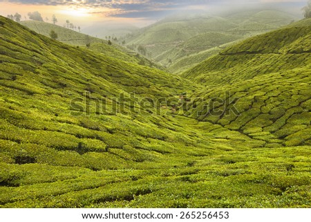Tea Plantation in the highlands of Asia