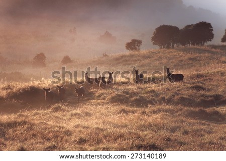 Dreamy landscape with wild deers on sunrise in foggy mountains