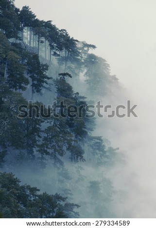 amazing misty forest mountains. Pine tree forest in fog