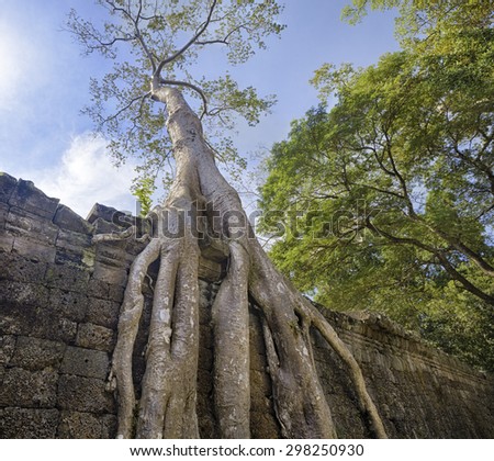 Preah Khan famouse giant tree with ancient roots, Angkor, Siem Reap, Cambodia
