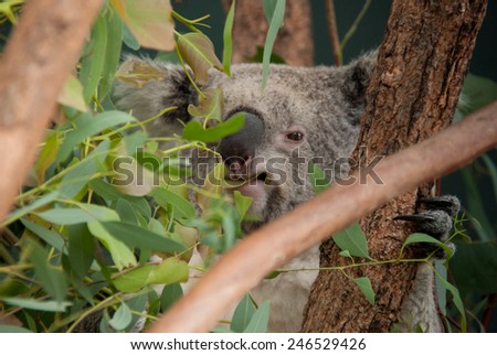 Cute koala eating eucalyptus leaves portrait