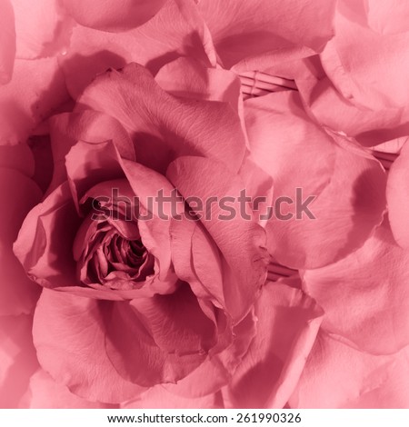 Pink rose flower head on rose petals and straw mat background - square aerial view - vintage effect