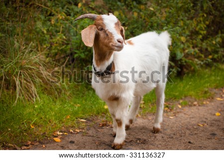 Funny pet baby goat animal on fall forrest background