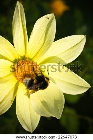 Bumblebee on a white flower. Small depth to sharpness