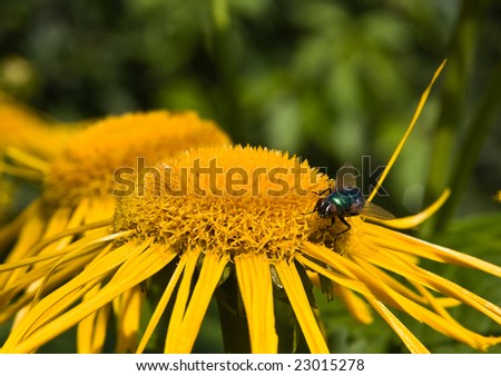 Fly on yellow flower  inula. Small depth to sharpness