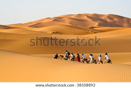  Camel caravan going through the sand dunes in the Sahara Desert Morocco