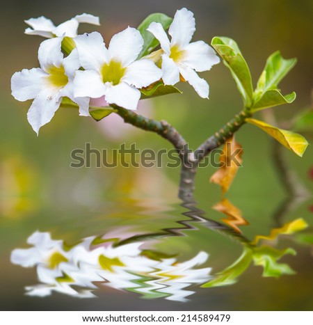 Desert rose or Ping Bignonia flower tree reflected in water.