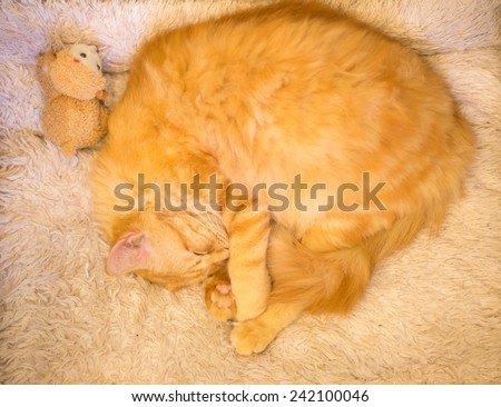 sleep cat