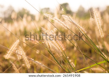 grass flower in the paddy field in morning sun rise, soft focus.