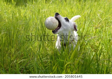 Jack Russell terrier catching white ball in long grass