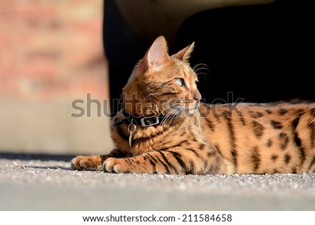 Bengal cat looking over shoulder in the sun