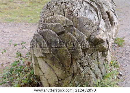 Abstract monkey face in log