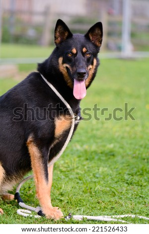 German Shepherd Malamute cross breed dog sitting in park
