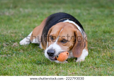 Beagle dog chewing tennis ball