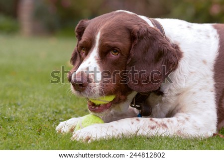 Springer Spaniel dog chewing two tennis balls