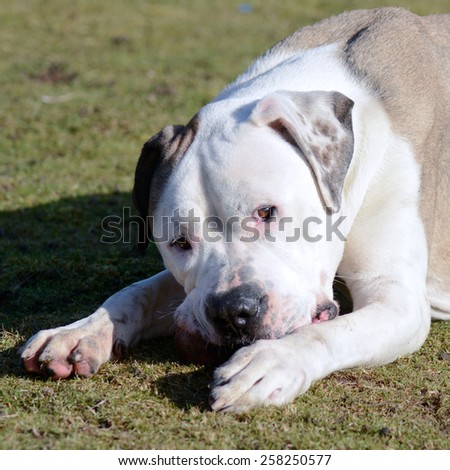 Mastiff type dog chewing tennis ball