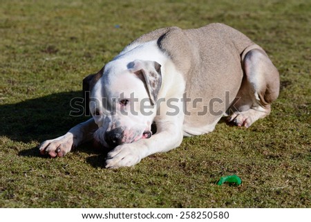 Mastiff type dog chewing tennis ball