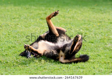 Cross breed dog rolling on back on grass