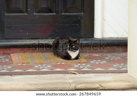 Black and white cat laying on mat outside house