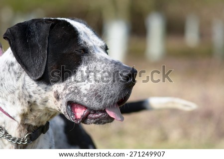 Mastiff type dog portrait