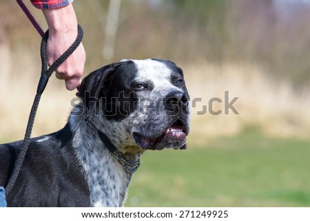 Mastiff type dog being walked on lead