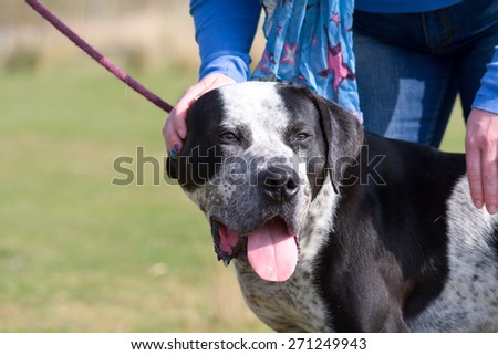 Mastiff type dog being stroked by lady