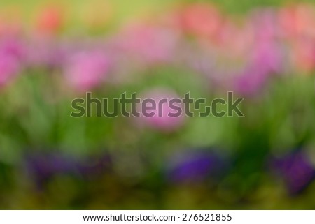 Tulip flowers abstract background