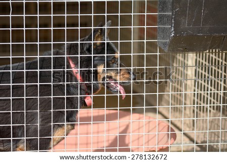 Cross breed dog in his kennel in a dog rescue centre