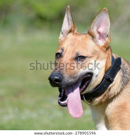 Cross breed dog portrait with tongue out