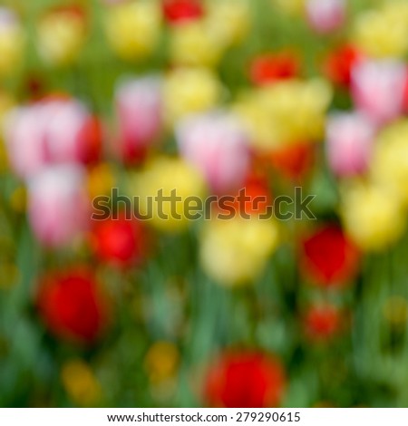 Tulip flowers abstract background