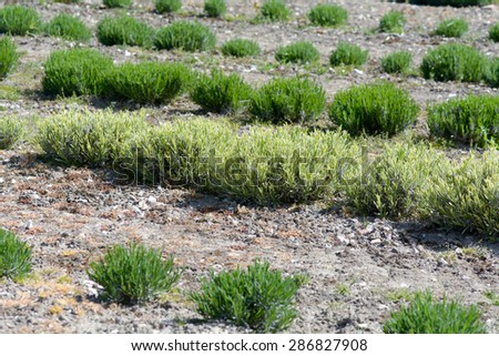 Lavender and Blonde Lavender plants growing in rows on farm