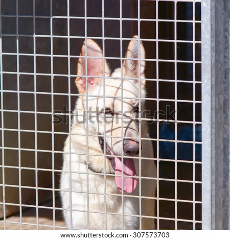 German Shepherd dog in kennel at Dog Rescue centre