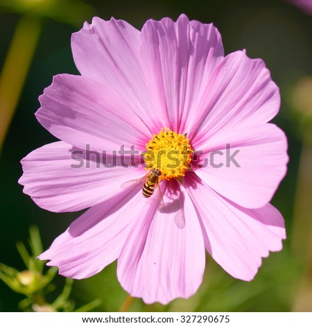 Small honey bee (apis) extracting pollen from a Pink Cosmos with