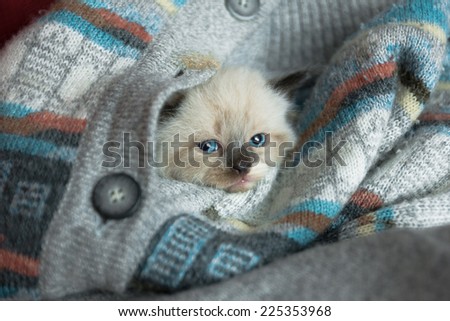 Newborn cat hiding in old pullover