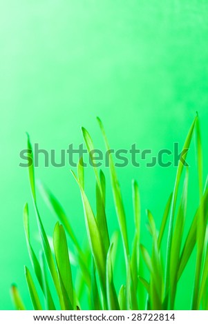 fresh green grass on the green background