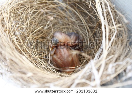 nestling in the nest and feather wings growth story of new born of bulbul bird which see in Thailand