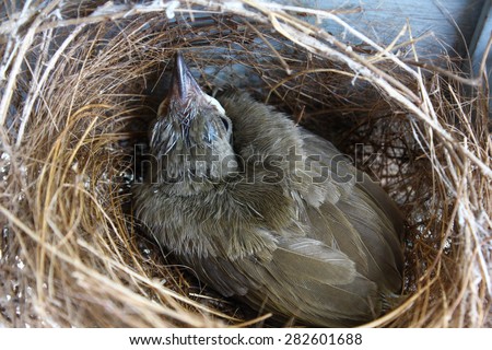 (the growth of birds feather and wings  between 9th-10th day) newborn bird, nestling in the nest and feather wings growth story of new born of bulbul bird which see in Thailand