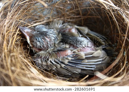 (the growth of birds feather and wings  between 7th-8th day) newborn bird, nestling in the nest and feather wings growth story of new born of bulbul bird which see in Thailand