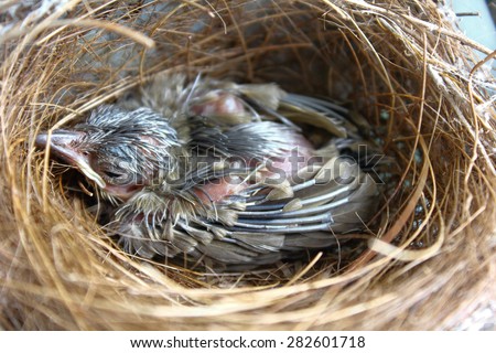 (the growth of birds feather and wings  between 7th-8th day) newborn bird, nestling in the nest and feather wings growth story of new born of bulbul bird which see in Thailand