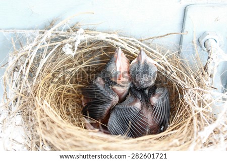 (the growth of birds feather and wings  between 4th-5th day) newborn bird, nestling in the nest and feather wings growth story of new born of bulbul bird which see in Thailand