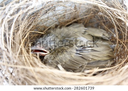 (the growth of birds feather and wings  between7th-8th day) newborn bird, nestling in the nest and feather wings growth story of new born of bulbul bird which see in Thailand
