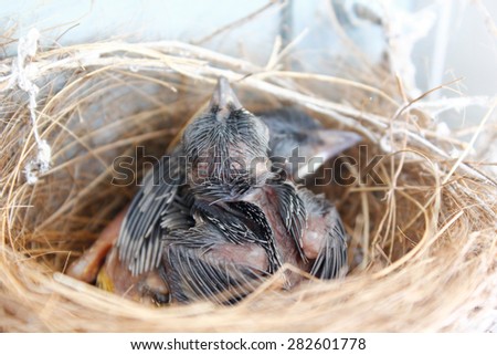 (the growth of birds feather and wings  between 5th-6th day) newborn bird, nestling in the nest and feather wings growth story of new born of bulbul bird which see in Thailand