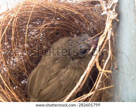 (the growth of birds feather and wings  between 9th-10th day) newborn bird, nestling in the nest and feather wings growth story of new born of bulbul bird which see in Thailand
